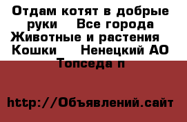 Отдам котят в добрые руки. - Все города Животные и растения » Кошки   . Ненецкий АО,Топседа п.